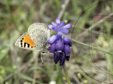 Каллимах_имаго